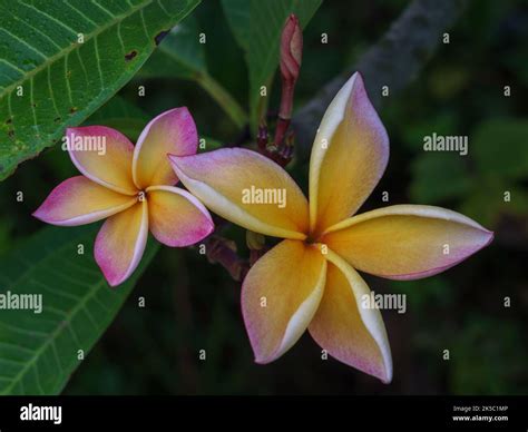 Orange Tropical Flowers Hi Res Stock Photography And Images Alamy