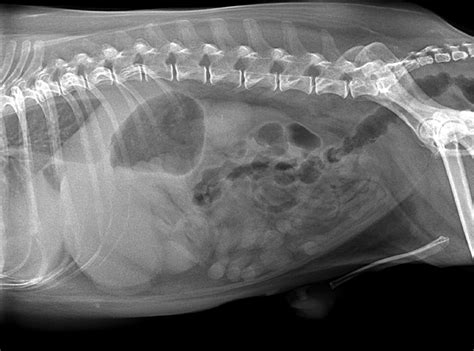 Veterinary Photography And Travel Stories For Vet Students And Pet