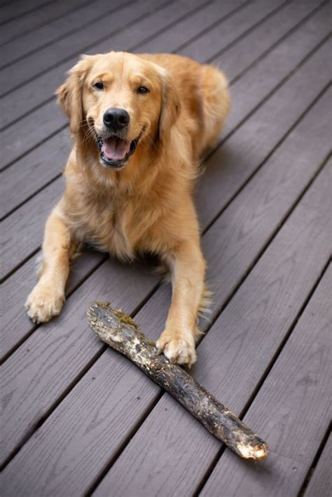 Golden Retriever Dog With A Wood Branch Stick Laying On A