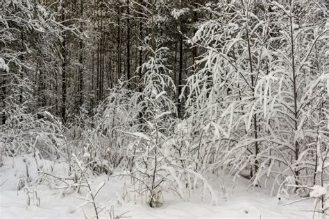Snow Covered Bushes And Pines Of Wild Forest On Winter Day Stock Photo