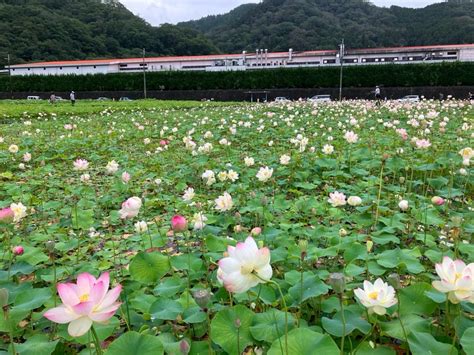 ヤマサ蒲鉾「蓮の花苑」 （2023年7月1日現在）【兵庫県姫路市】 はりま男子⭐️