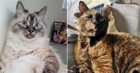 These 10 Cats Have The Cutest Blep Viral Cats Blog