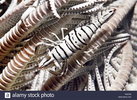 Underwater Crinoid Feather Star Hi Res Stock Photography And Images Alamy