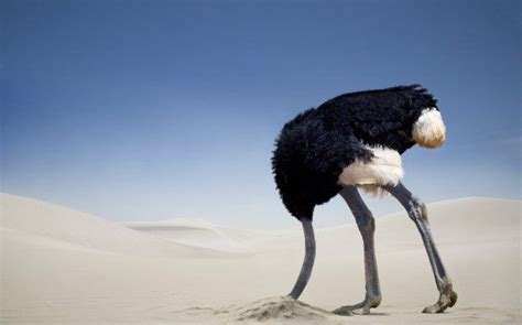 Popular Myth Ostriches Bury Their Heads In The Sand Magme