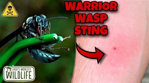 Warrior Wasp Sting Ft Dannyberk Youtube