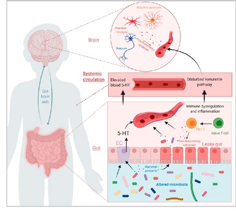 Pdf Role Of The Gut Microbiota In The Pathophysiology Of Autism