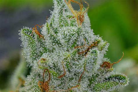 Gorilla Glue Gg4 Best Weed Strain Denver Colorado 3 The Herbal