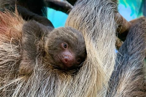 Baby Sloth The Buttonwood Park Zoo