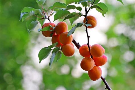 How To Grow Apricots From Seed To Harvest Check How This Guide Helps