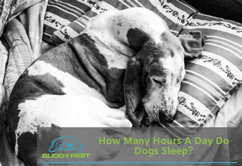 How Many Hours A Day Do Dogs Sleep