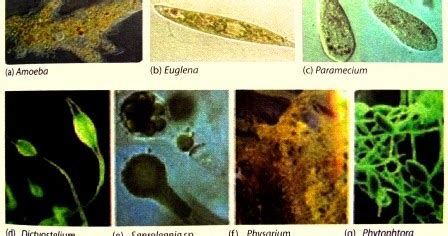 Ciri Ciri Dan Kelompok Mahluk Hidup Mikroskopis Protista Monera Dan Jamur