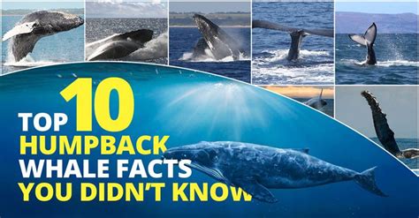 Top 10 Whale Facts You Didnt Know Humpback Whale Facts Whale Whale
