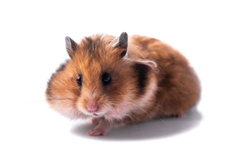 Premium Photo Red Syrian Hamster On A White Background