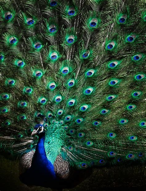 17 Best Images About Pretty Peacocks On Pinterest Peacock Feather