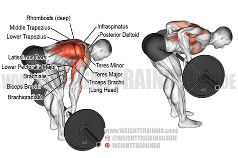 Would A Chest Support Row Build Your Bent Over Rowdeadlift Quora