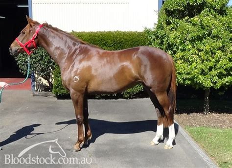 Bloodstock Listing More Than Ready Broodmare Prospect Dam High