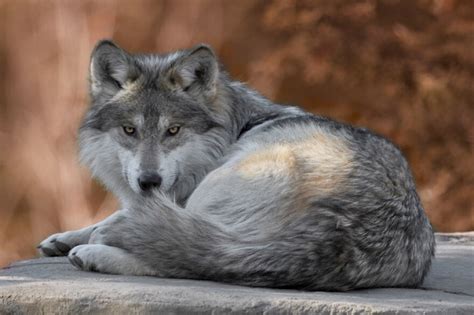 Conservationists Ask Utah To Spare Endangered Mexican Gray Wolf Utah