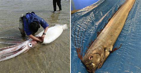 Rare Sightings Of Giant Deep Sea Fish And Squid Caught On