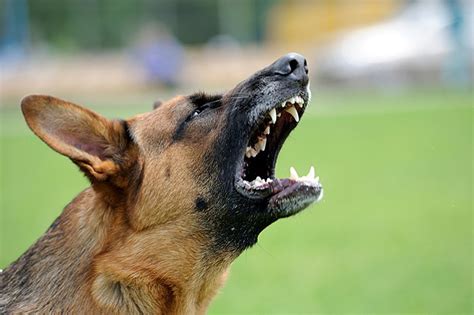 Effects Of Dog Barking Calls Complaints Tie Up Law