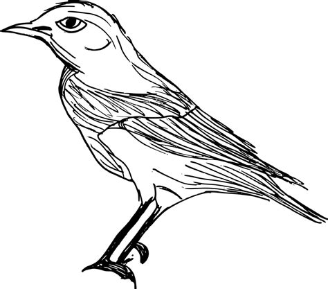 8 Bird Drawing Png Transparent