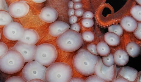 Octopus Sealife Underwater Ocean Sea Wallpapers Hd Desktop And