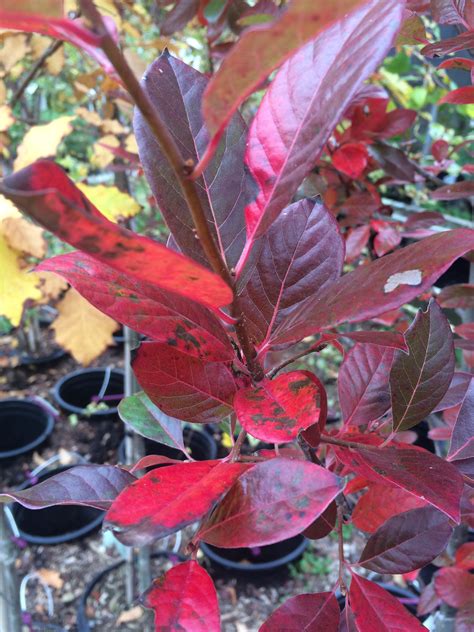 Nyssa Sylvatica ‘wildfire Black Gum Or Tupelo Catskill Native