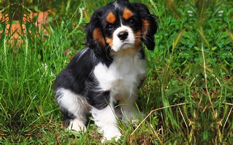Cavalier King Charles Spaniel Puppies Breed Information And Puppies For Sale