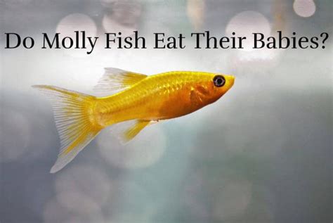 Do Molly Fish Eat Their Babies Fish Keeping Guide