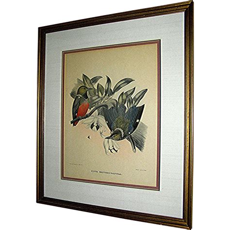 Antique Bird print Daniel Giraud Elliot, Listed, Rare | Antique prints, Bird prints, Prints