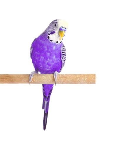Purple Parakeets As Pets A Complete Guide For First Time Buyers