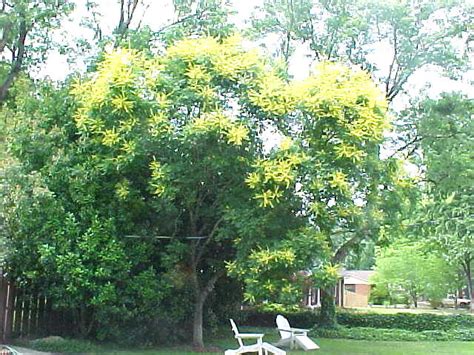 Yellow Flowering Tree Nice Ornamental Tree Flowering Here Flickr