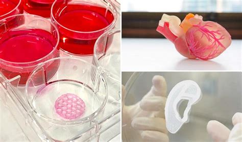 3d Printed Organs The Top Viable Projects 3dnatives
