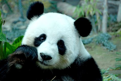 Tapeta Na Monitor Zvířata Medvěd Bambus Panda čenich