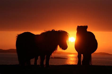 Shetland Ponies In The Sunset Shetland Shetland Pony Shetland Pony
