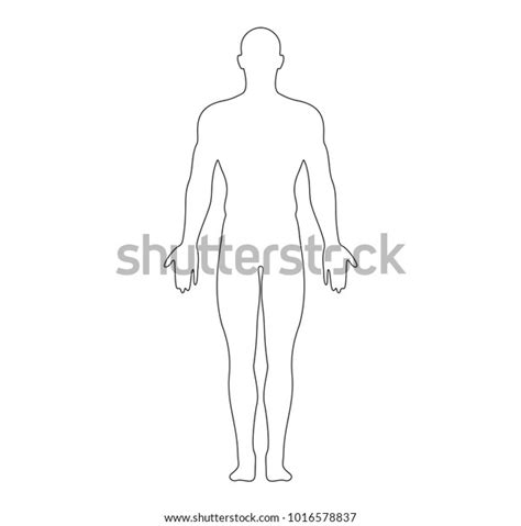 Anatomical Position Anterior View Male Body Stock Vector Royalty Free