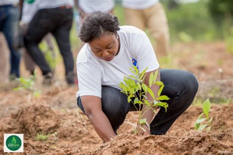 Tree Planting Exercise 8 Citinewsroom Comprehensive News In Ghana