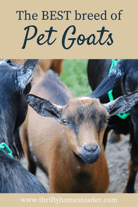 pet goats 1 - The Thrifty Homesteader