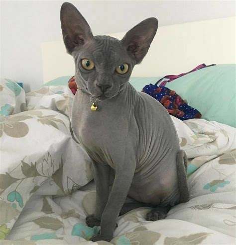 Sphynx Kitty Gorgeous Cats Pretty Cats Cute Cats Puppies And Kitties