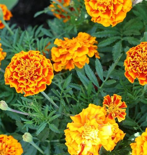 8 mosquito repelling plants you need in your backyard asap birds and blooms from www.birdsandblooms.com the beautiful red, orange, and yellow blossoms of marigolds will add beauty to any garden. TOP 10 Bug Repelling Flowers That Keep Pests Out of Your ...