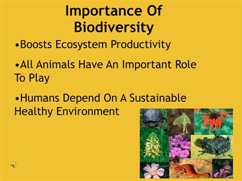 Ppt Biodiversity Powerpoint Presentation Free Download Id3955285