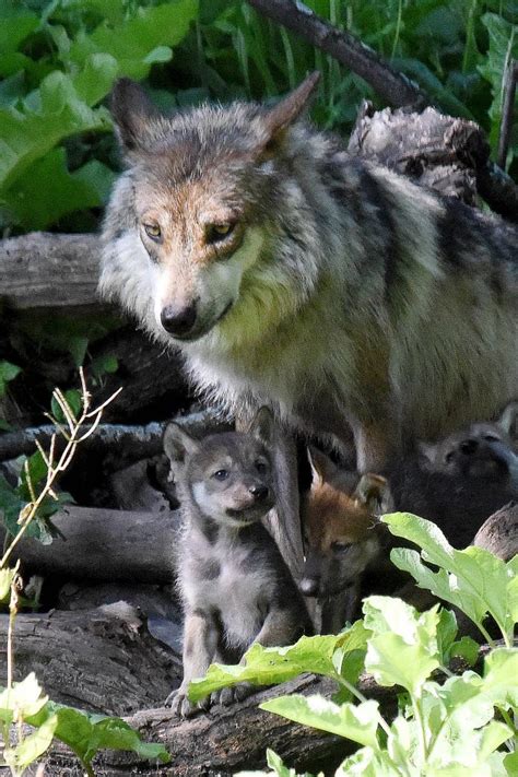 Photos Mexican Gray Wolf Puppies Born At Brookfield Zoo Western