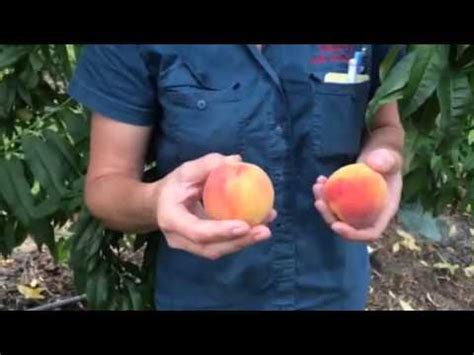 Tropic Beauty Peach Tree Low Chill Stone Fruit Daleysfruit Com Au