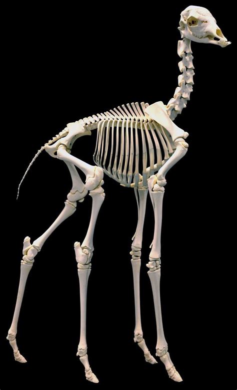 Pin By Collecting Stufff On Animals Animal Skeletons Skeleton