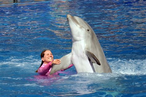 ♥♥ Seaworlds Blue Horizons Dolphin Show In Hd Animals Library