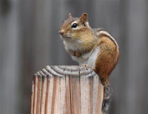 На блюдечке с каемочкой | Одиночество за монитором | Дзен Картинка - На блюдечке с каемочкой | Одиночество за монитором | Дзен