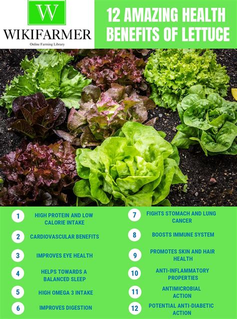 12 Amazing Health Benefits Of Eating Lettuce Wikifarmer