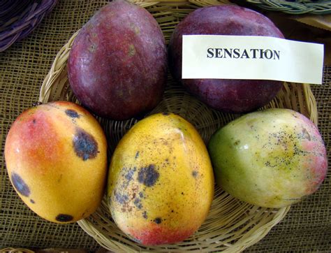 With a rich and sweet coconut mango flavor and no fiber, 'coconut cream' is. Mango #191: SENSATION | 'SENSATION' mangoes from 2 ...