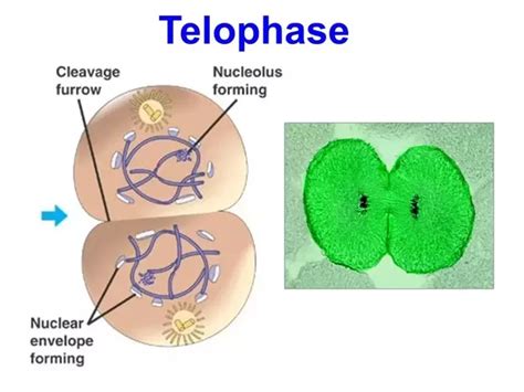 What Are The Differences Between Mitosis And Meiosis Quora