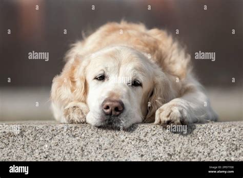 Old Sad Golden Labrador Retriever Dog Lying Down Outdoors Stock Photo