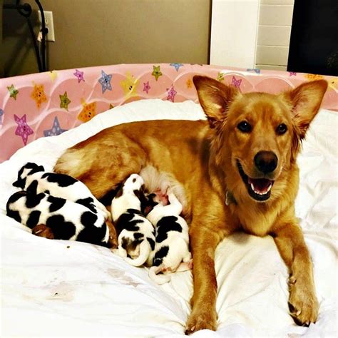 Food cravings are running wild during pregnancy, and dogs are no different than humans. Pregnant Dog Rescue 29 | Pregnant dog, Dogs, Rescue dogs